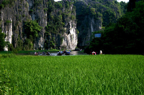 Green fields inside Ngo Dong River - Tour from Hanoi 