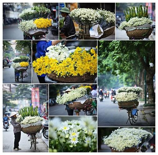 The-flower-of-November-Hanoi