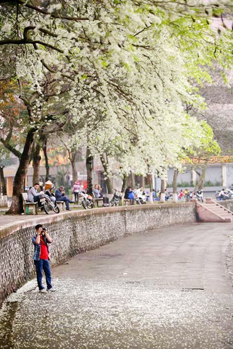 EH-Blossoming-flowers-in-Hanoi-In-February-Travel-to-Hanoi-14