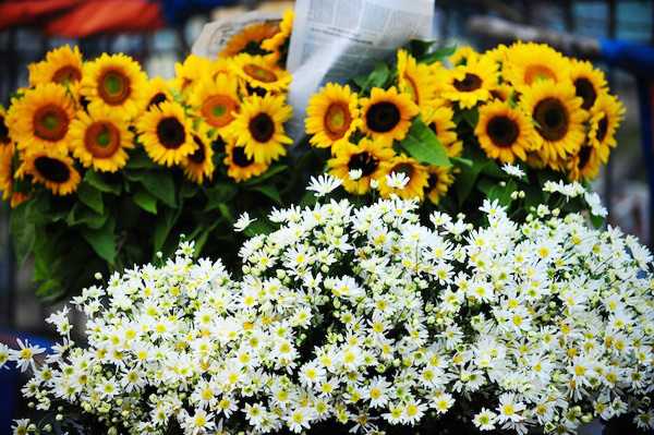 Hanoi with seasonal flowers - hanoi guide