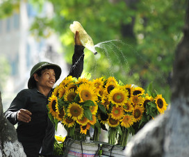 Sunflowers - flowers of Hanoi Autumn - Hanoi tours