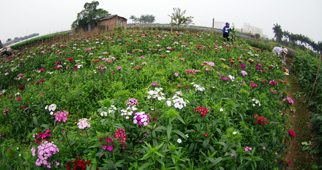 tay-tuu-flower-garden-hanoi-attractions